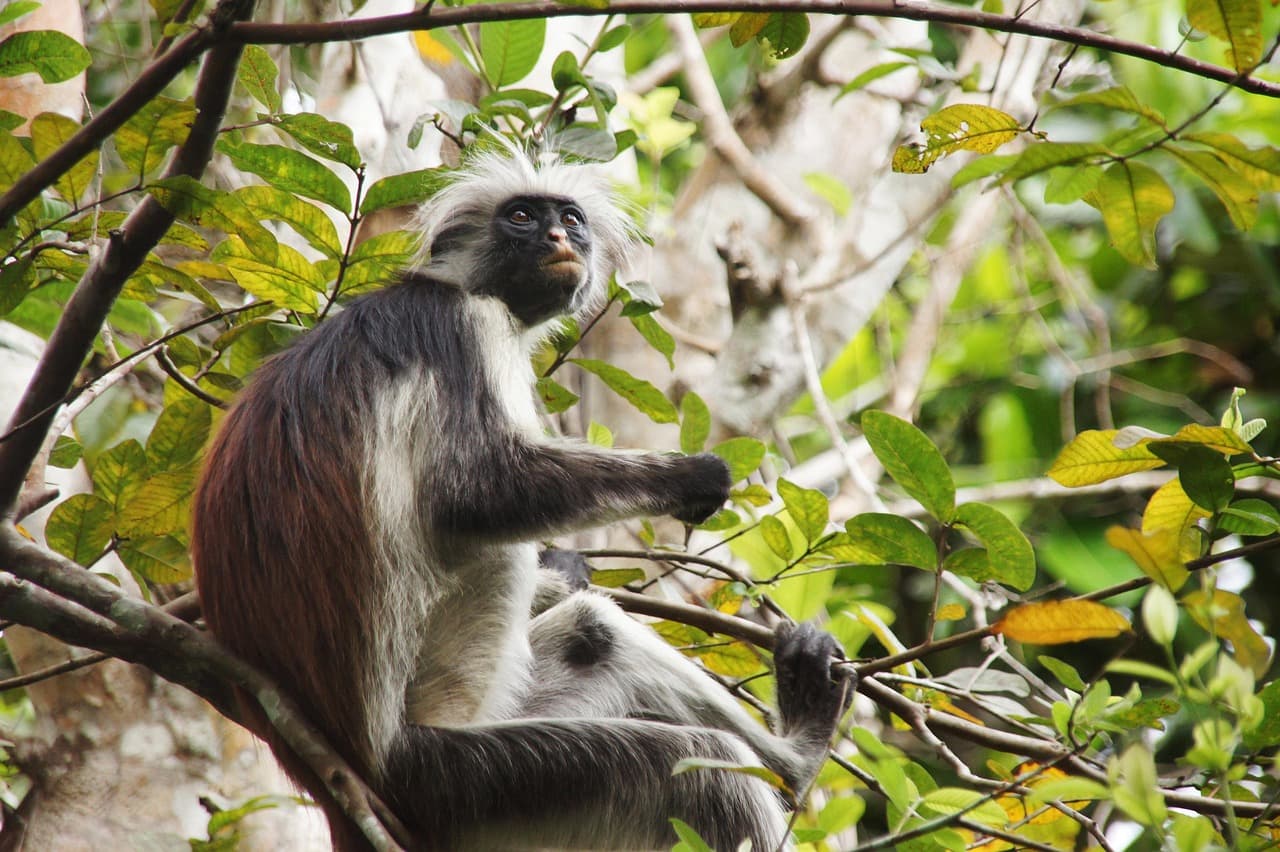 Zanzibar red colobus monkey in the Jozani forest canopy