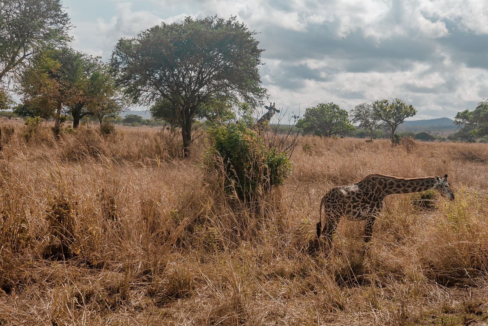 Masai giraffe feeding on the Mikumi plains
