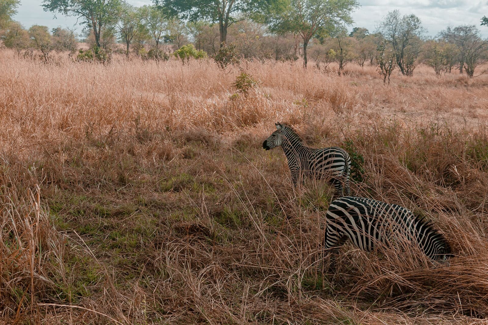 Zebras grazing in the golden grassland of Mikumi National Park