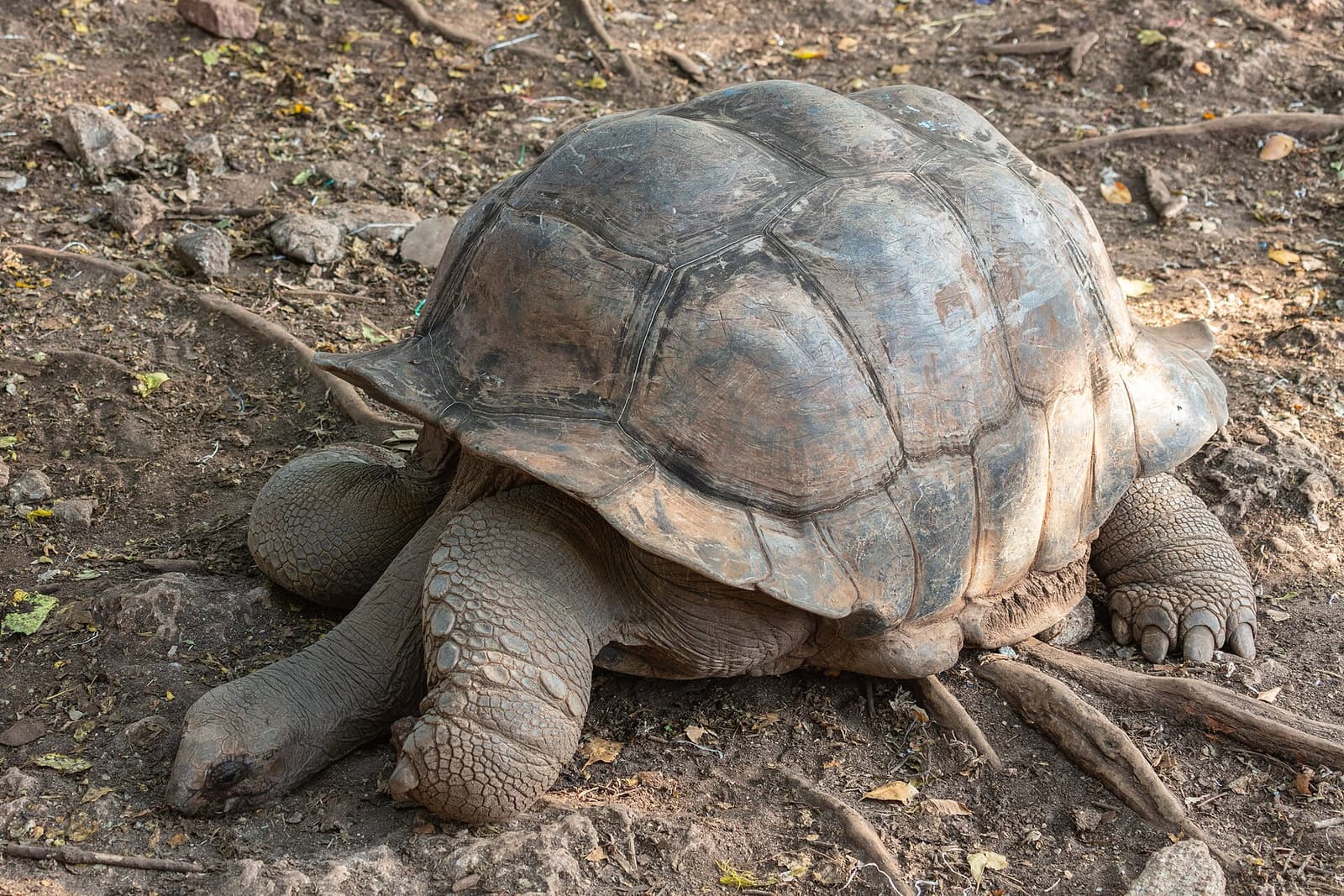 Giant Aldabra tortoise walking through the sanctuary on Prison Island