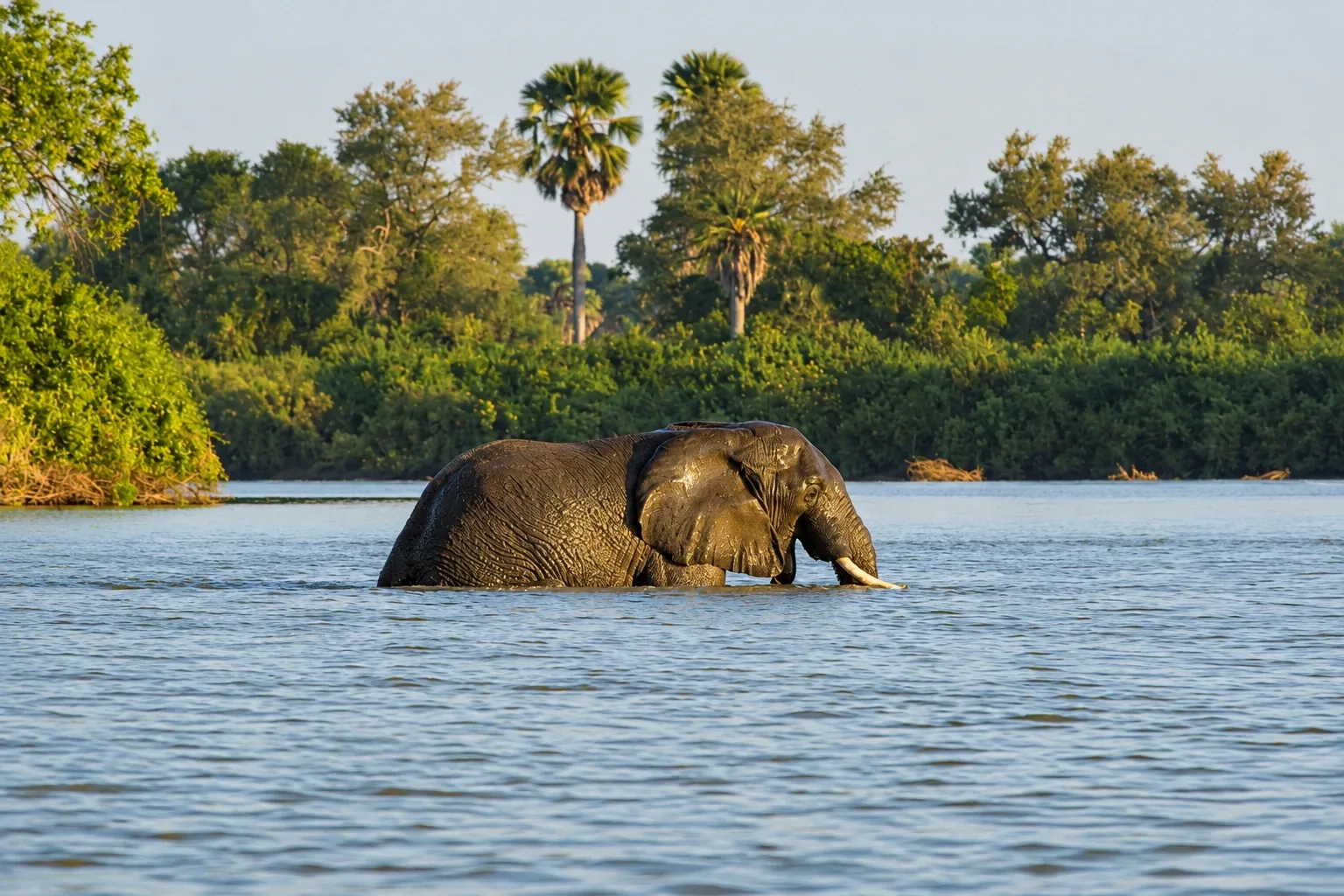 Selous Fly-In Safari