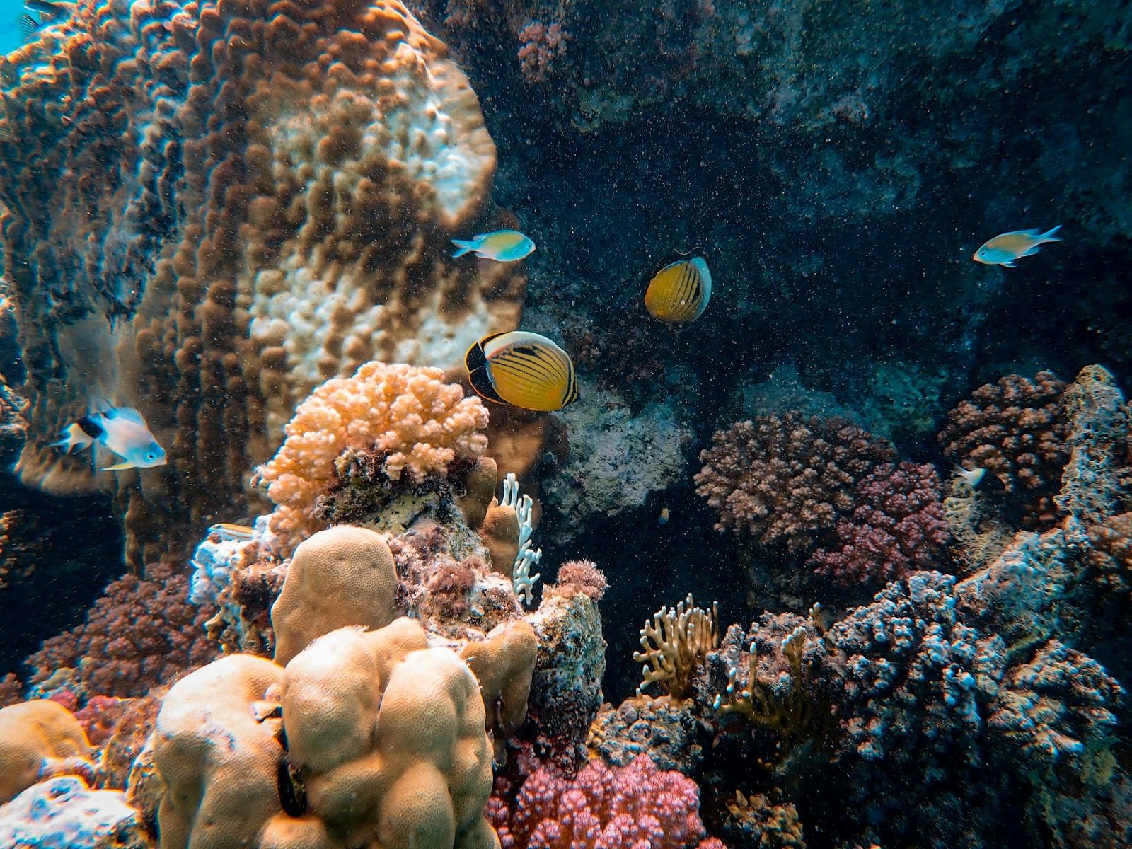 Tropical fish near coral reefs