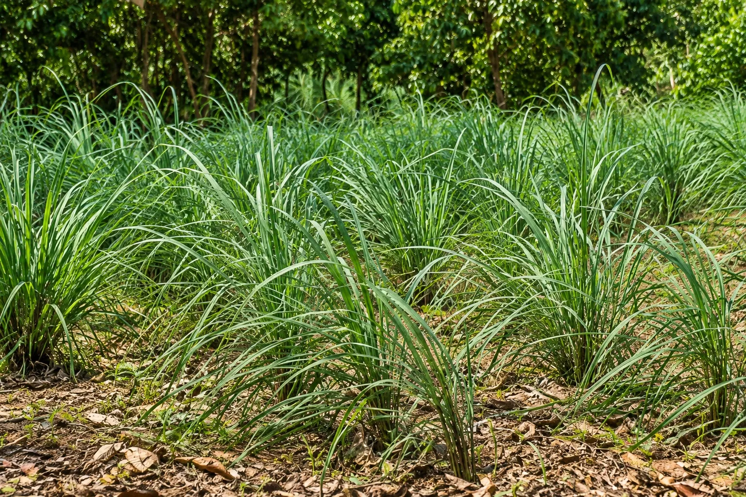 Lemongrass at a Zanzibar spice farm