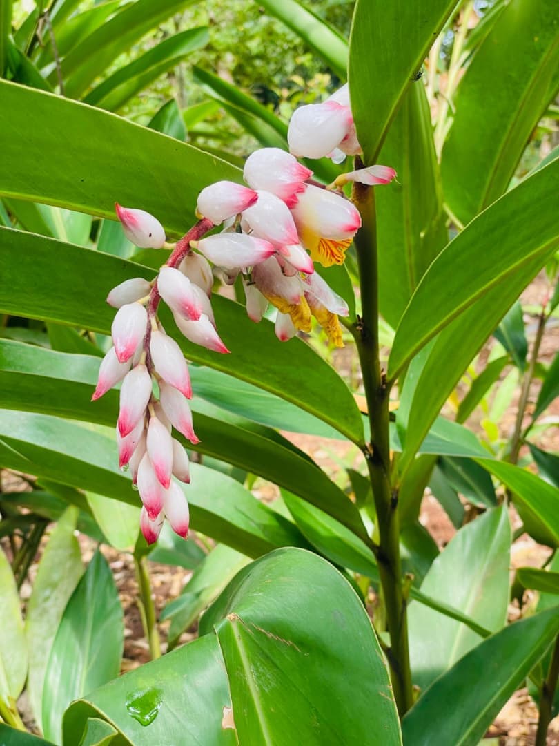 Pink ginger blossoms growing on a Zanzibar spice farm