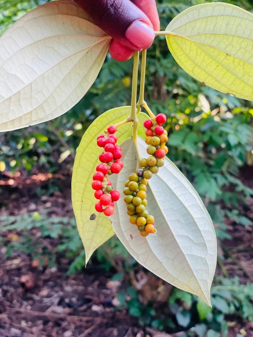 Fresh peppercorns ripening on the vine at a Zanzibar spice farm