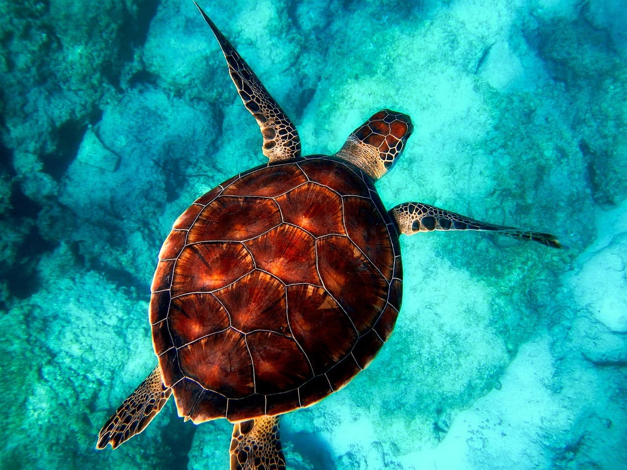 Green sea turtle swimming over the reef in clear turquoise water