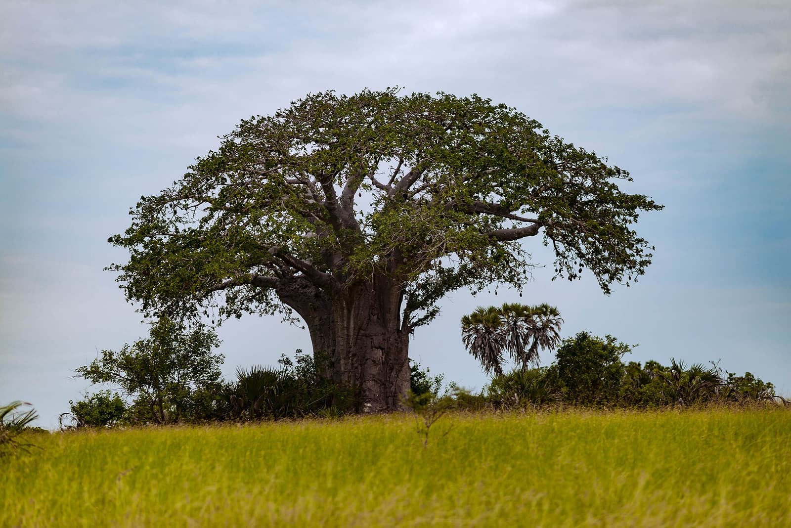 Giant baobab tree rising above the grassland in Saadani