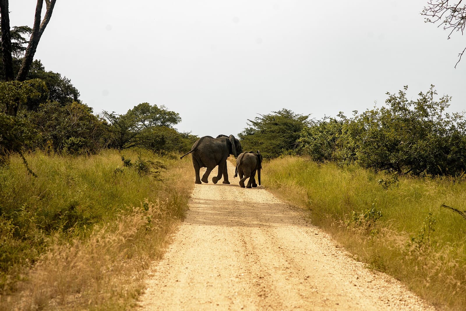 Elephant and calf crossing a dirt road in Saadani National Park