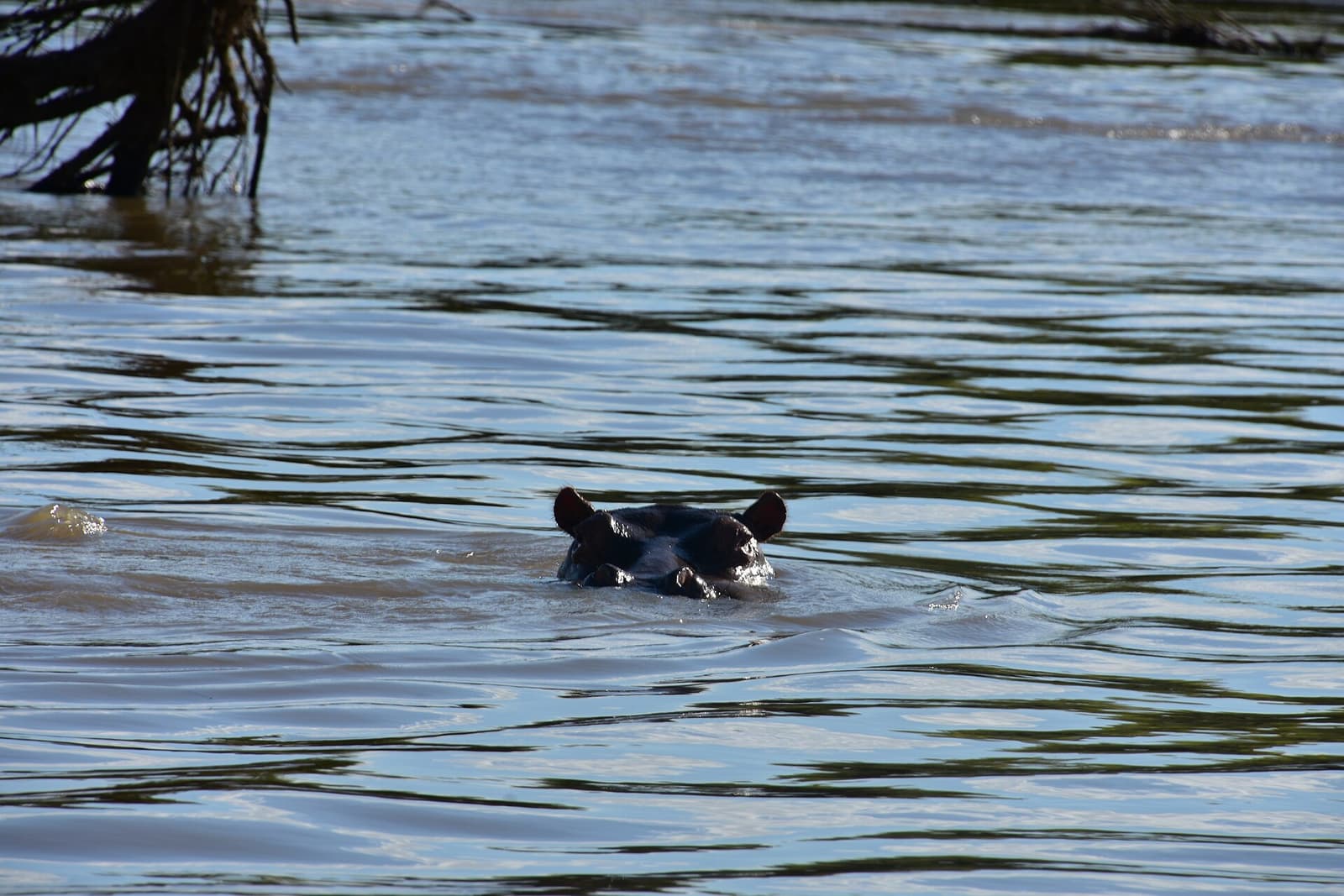 Hippo surfacing in the Rufiji River