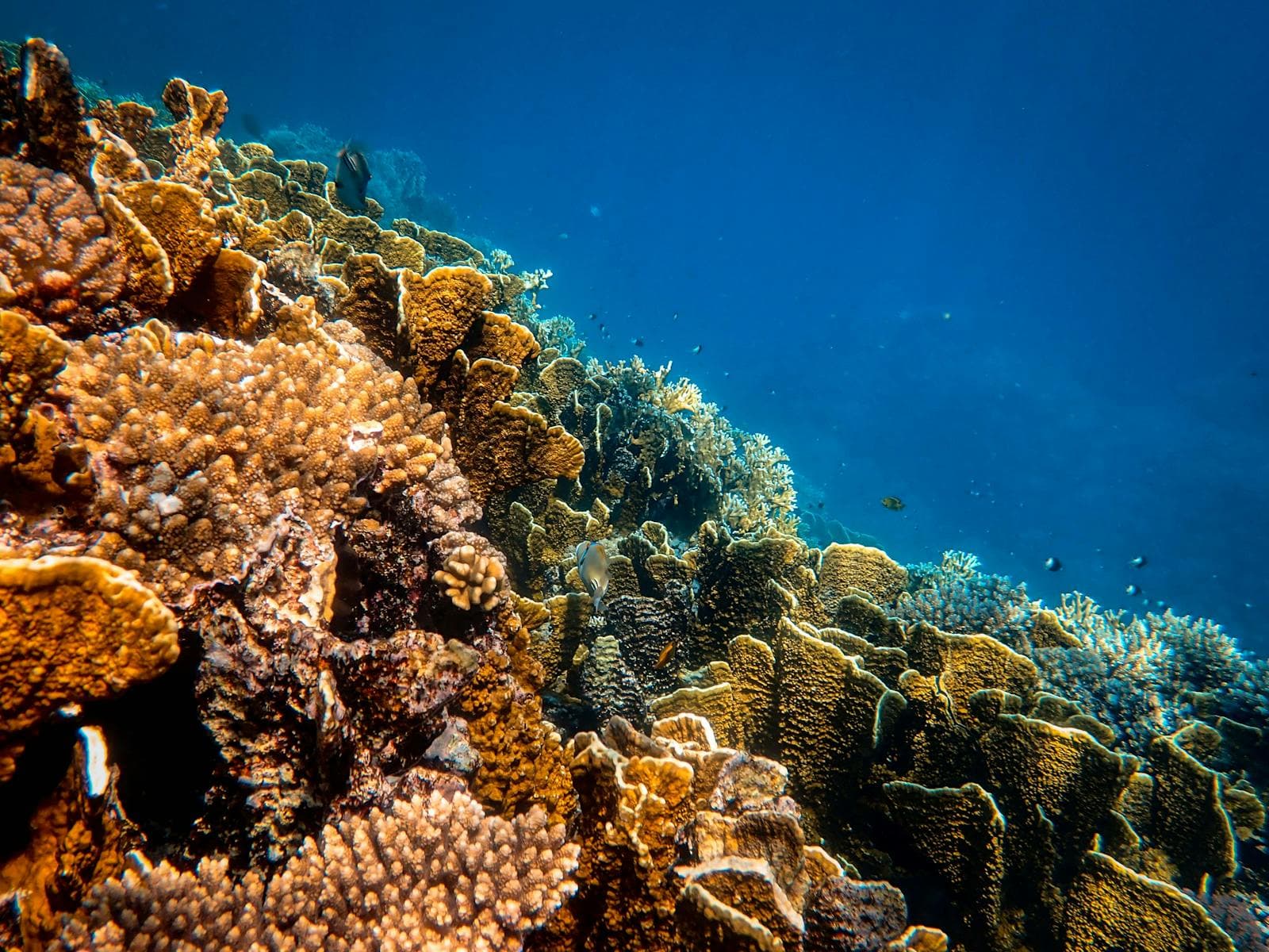 Sunlit coral gardens dropping into deep blue water