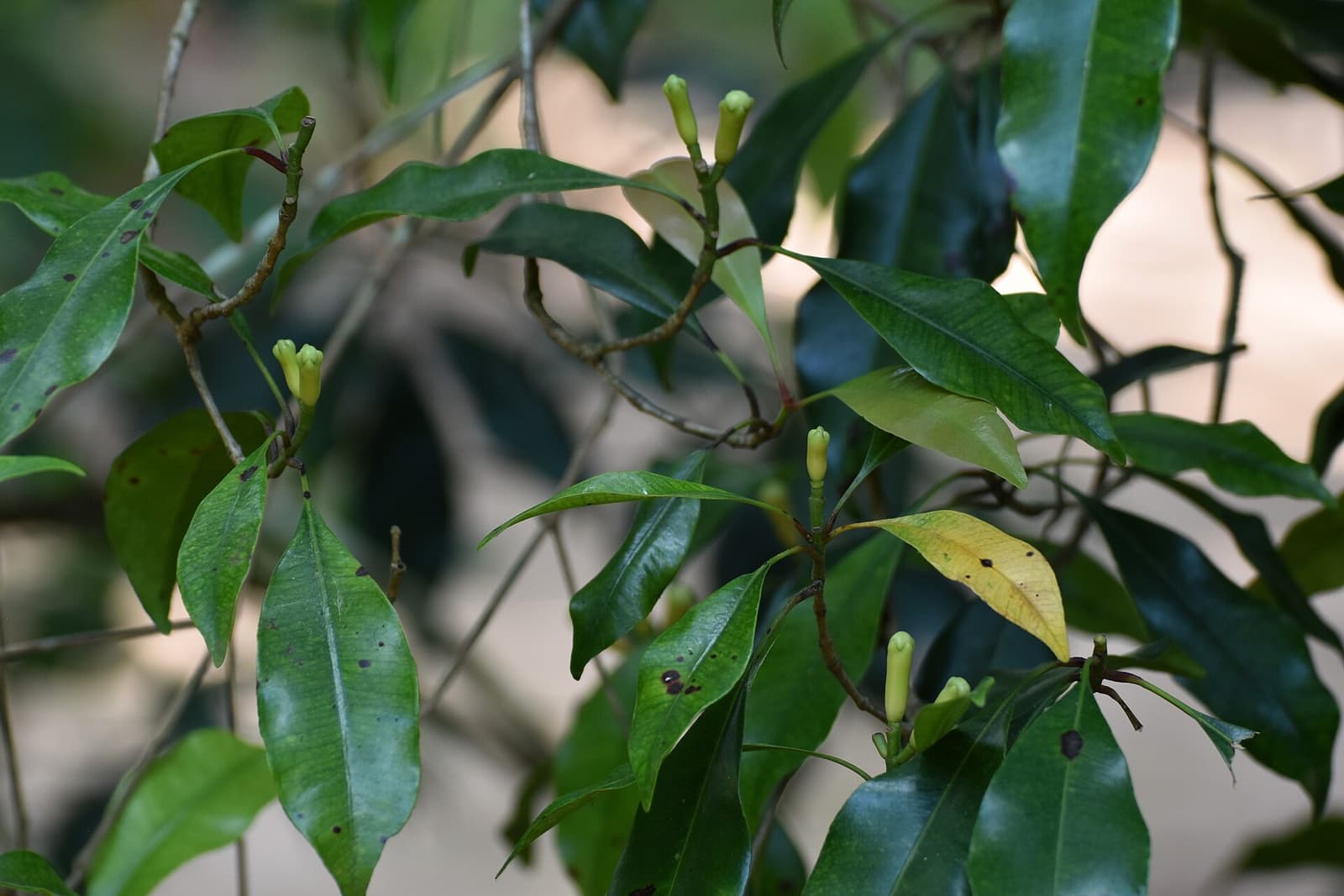 Fresh clove buds growing on the tree at a Zanzibar spice farm